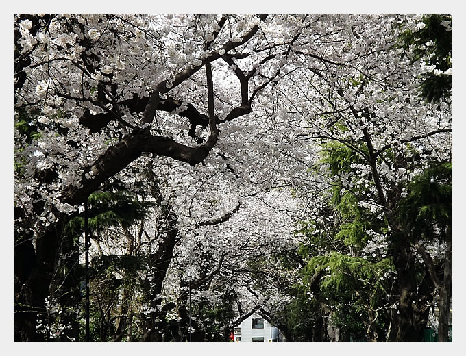 校門へと続く桜並木